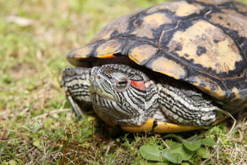 ミシシッピアカミミガメのオス