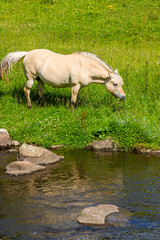 Obraz na płótnie Canvas Fjord horse graze on a meadow beach