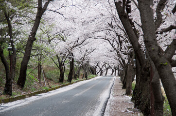 Beautiful korean cherry blossom trees