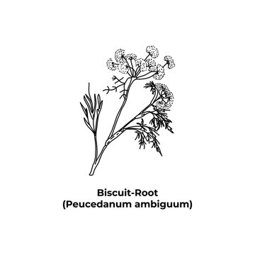 Treatment plant Biscuit Root Peucedanum ambiguum