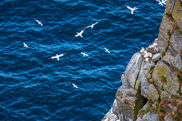 Flock of Northern gannet at a rocky coast