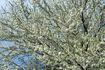 Spring flowering of trees in sunlight.