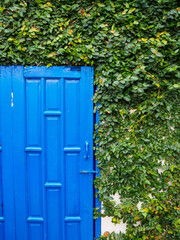 blue door with green leaves background  
