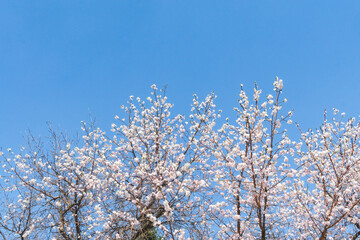 blooming apricots in spring