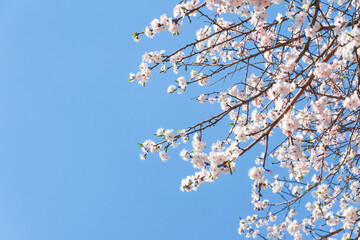 blooming apricots in spring