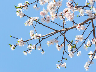 blooming apricots in spring
