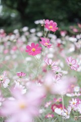 綺麗に咲くコスモス