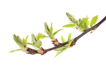 Spring April  twigs  with flowering buds   and leaves of wild alder  tree isolated - obrazy, fototapety, plakaty