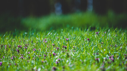 Leśna polana w ciepłe wiosenne popołudnie pokryta trawą i koniczyną.