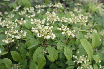 white blossom in the garden