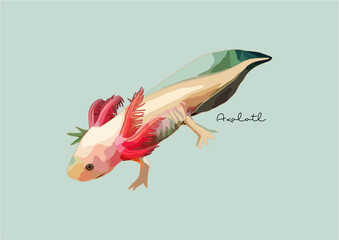 Vector Illustration of Axolotl / Mexican Walking Fish	
