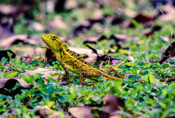 lizard on the grass