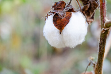 Closed up cotton flower over blur nature background