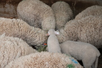 Naklejka premium sheep and lambs
