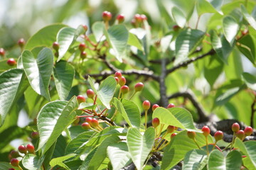 ヤマザクラの実