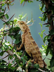 Garden lizard over a stem..