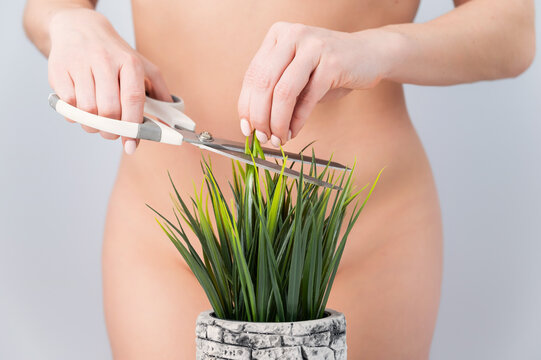 A naked faceless woman cuts a bush. Epilation of the bikini zone on a white background