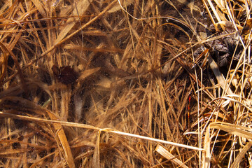 natural background last year's dry grass under the crust of ice