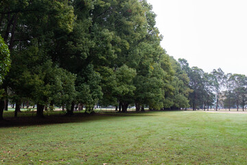 Line of big green trees in the park.