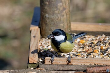 Portrait of great titmouse sitting and eating on the feeder rack in sunny spring
