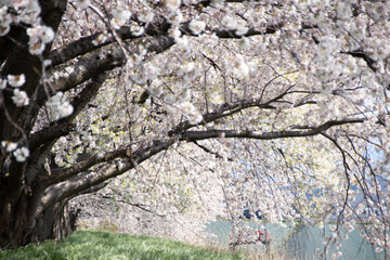 桜堤