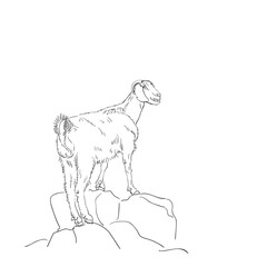 Goat sketch, Animal goat is standing high on rocks, Vector hand drawn linear illustration