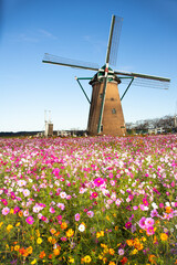 風車とコスモス