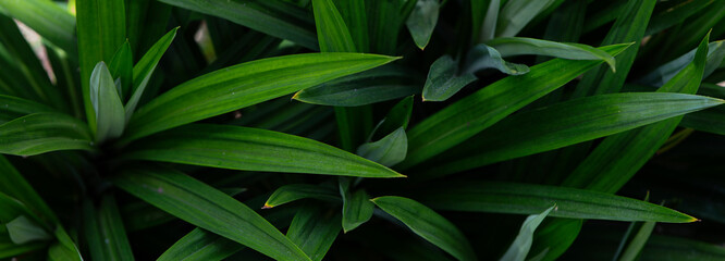 Fototapeta premium close up of a green plant