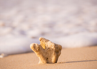 beautiful white coral on the sandy beach with beautiful foaming sea water nature background. sunlight shines on the sand, environment around the beautiful peaceful beach in a tropical sea in summer.