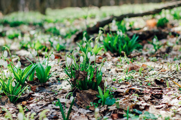 Snowdrops in a clearing in the forest. Spring primroses