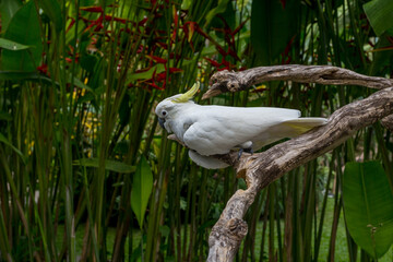Cute parrot cockatoo in the rainforest