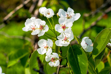 blooming pear branches on a background of green foliage