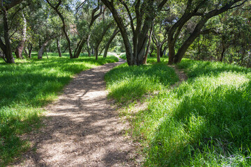 Fototapeta premium Hiking through the woods of Southern California