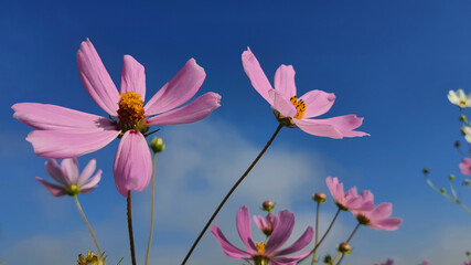 pink cosmos flower against blue sky