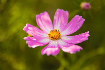 マクロなコスモス