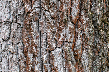 Obraz premium tree bark texture background rough detail pattern surface wood trunk