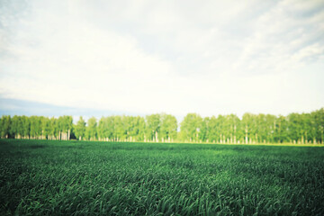 Bright spring greens at dawn in the forest. Nature comes to life in early spring.