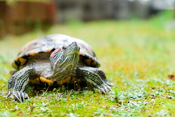 turtle on the grass