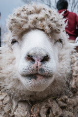close up of a alpaca