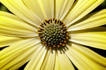 African Daisy Lemonade in Bloom