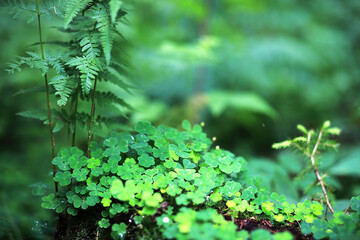 Background from plant clover four leaf. Irish traditional symbol. St.Patrick 's Day.
