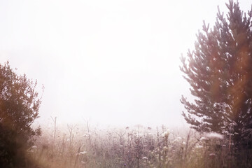 Fog in the field. Evening nature summer with white fog.