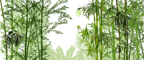 green bamboo and palm forest on white