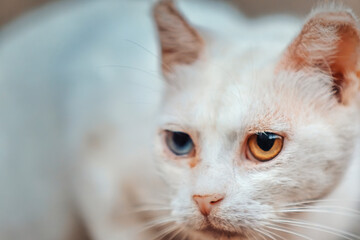 Fototapeta premium Close up of a cat with different eyes