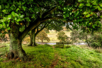 Cornwall Park - Auckland. - New Zealand - Autumn
