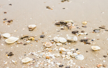 Seashells of various sizes on a white beach