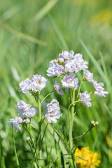 Cuckoo flower (Cardamine pratensis) variety with double flowers. The plant contains mustard oil an is used as culinary herb.