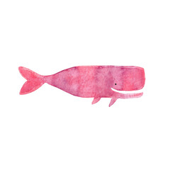 Pink Sperm whale. Watercolor illustration. Sea creature, animal. 