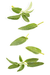 Flying fresh leaves and twigs of sage on white background