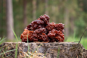 Mushrooms Gyromitra in forest in spring, wildlife scene. Stack of false morels on pine stump.